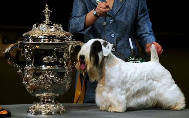 sealyham terrier charakterystyka i pielęgnacja