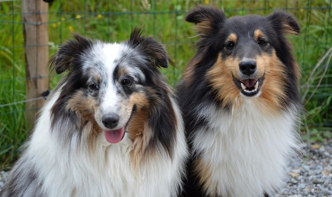 owczarek szetlandzki charakterystyka i pielęgnacja