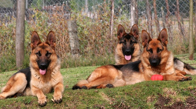 owczarek niemiecki charakterystyka i pielęgnacja