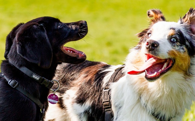 owczarek australijski charakterystyka i pielęgnacja