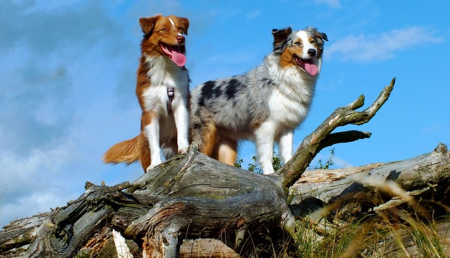 owczarek australijski charakterystyka i pielęgnacja