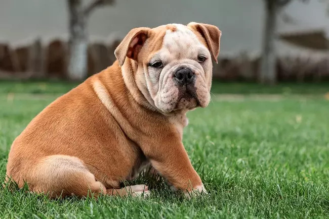 buldog angielski charakterystyka i pielęgnacja