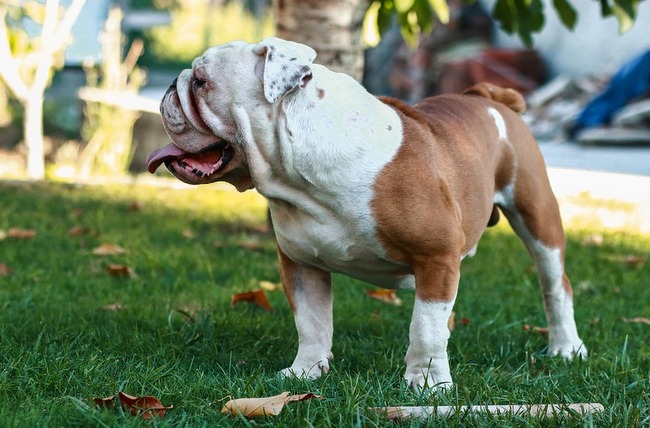 buldog angielski charakterystyka i pielęgnacja