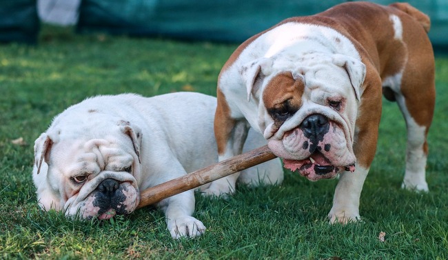 buldog angielski charakterystyka i pielęgnacja