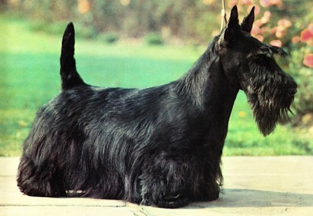terier szkocki charakterystyka i pielęgnacja