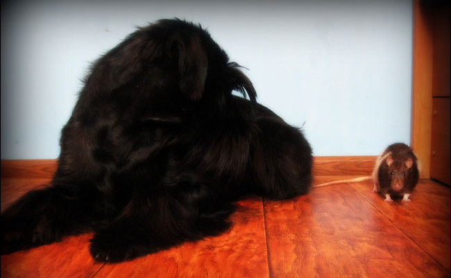 sznaucer średni charakterystyka i pielęgnacja