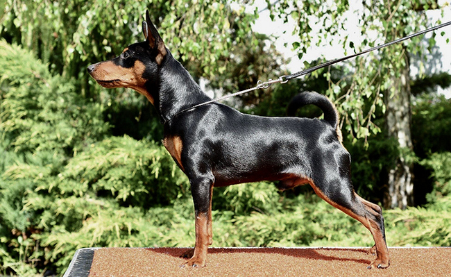 pinczer miniaturowy charakterystyka i pielęgnacja