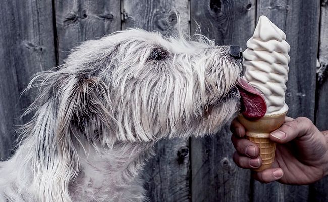 chart irlandzki charakterystyka i pielęgnacja