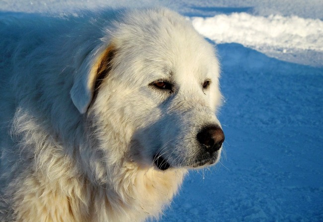 pirenejski pies górski charakterystyka i pielęgnacja 