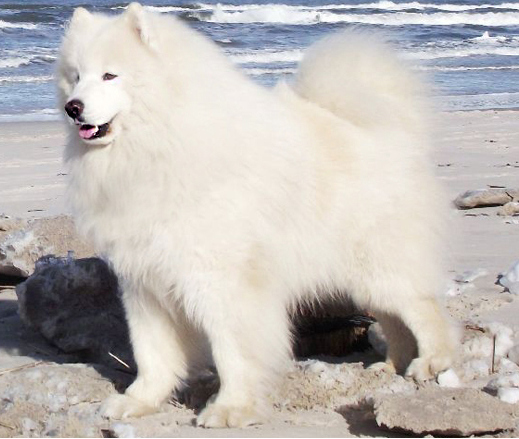 samoyed charakterystyka i pielęgnacja