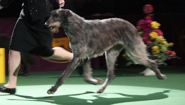 chart szkocki deerhound charakterystyka i pielęgnacja