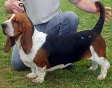 Trzeba wiedzieć, że basset jest psem wyjątkowo towarzyskim, bardzo dobrze czuje się w otoczeniu ludzi i innych psów. Jest uparty, potrafi być władczy i zawsze będzie próbował postawić na swoim, dlatego wymaga odpowiedniego, spokojnego, ale bardzo konsekwentnego szkolenia. Długie spacery są dla basseta nie tylko wielką przyjemnością, ale również warunkiem utrzymania dobrego zdrowia i sportowej kondycji. Jest łakomczuchem, wziąwszy jednak pod uwagę jego tendencję do tycia i wiążące się z tym zagrożenia zdrowotne, trzeba bardzo rozsądnie wydzielać mu jedzenie i unikać dawania różnego rodzaju przekąsek i smakołyków.