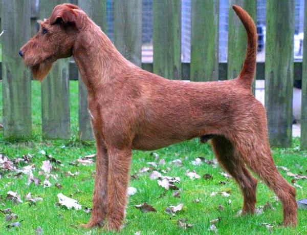 terier irlandzki charakterystyka i pielęgnacja