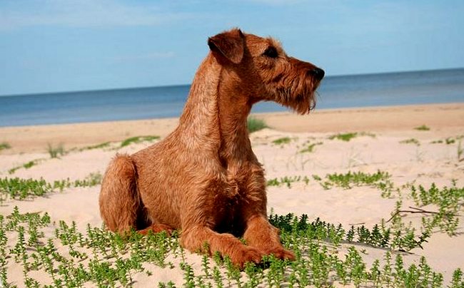 terier irlandzki charakterystyka i pielęgnacja