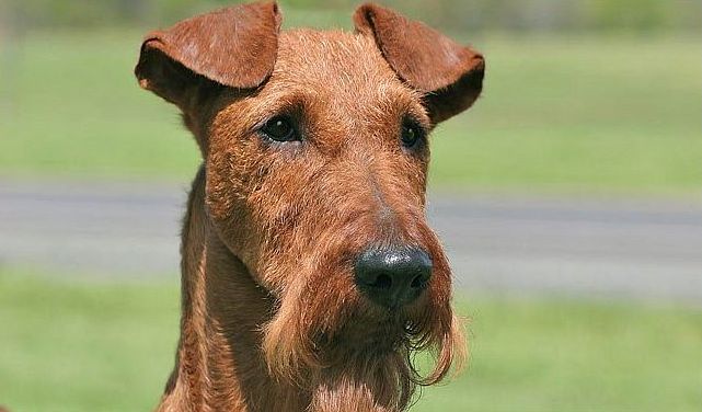terier irlandzki charakterystyka i pielęgnacja