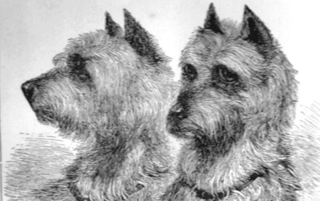 terier irlandzki charakterystyka i pielęgnacja