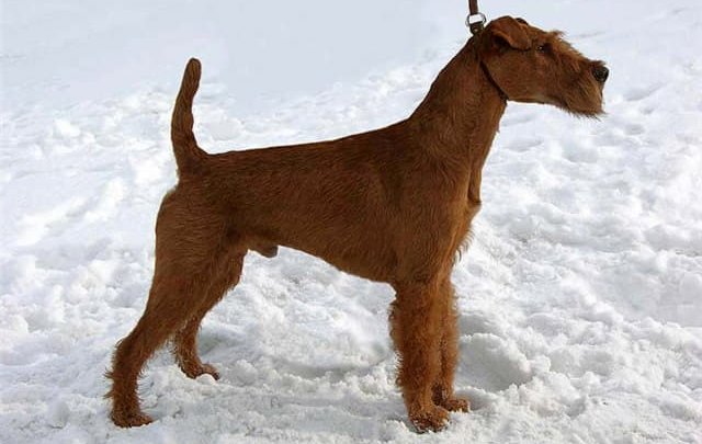 terier irlandzki charakterystyka i pielęgnacja