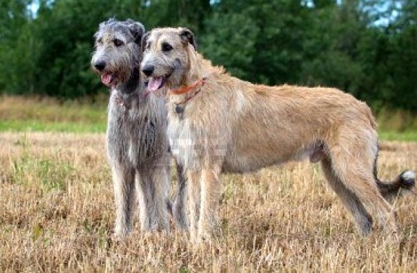 chart irlandzki charakterystyka i pielęgnacja