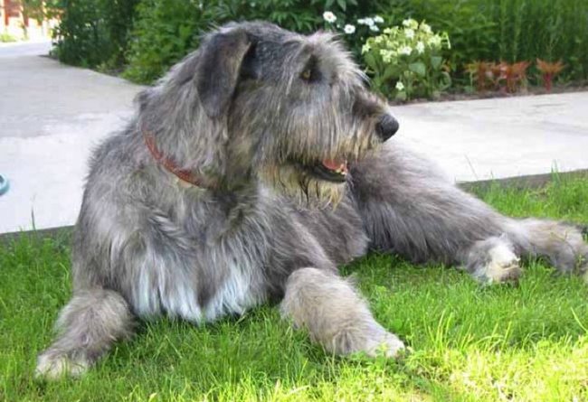 chart irlandzki charakterystyka i pielęgnacja