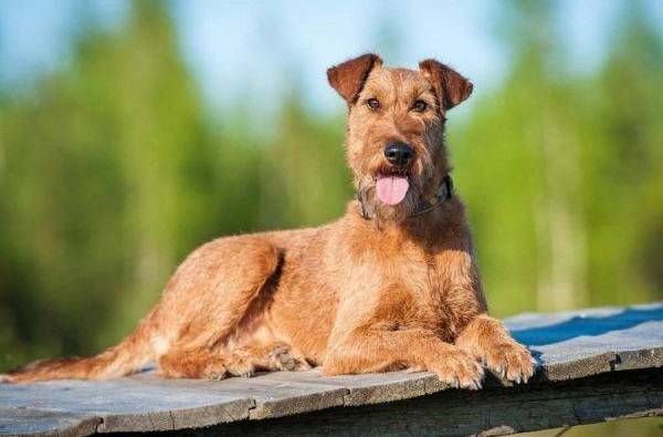 terier irlandzki charakterystyka i pielęgnacja