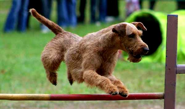 terier irlandzki charakterystyka i pielęgnacja
