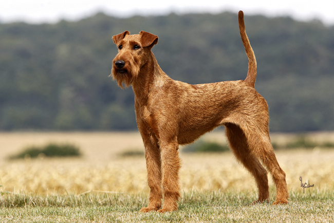 terier irlandzki charakterystyka i pielęgnacja