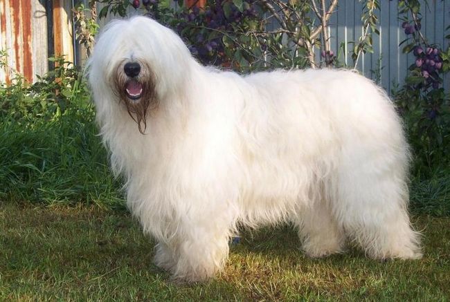 jużak charakterystyka i pielęgnacja