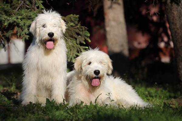 jużak charakterystyka i pielęgnacja
