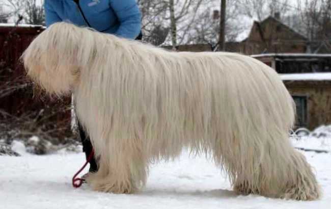 jużak charakterystyka i pielęgnacja