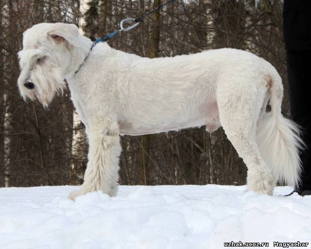 jużak charakterystyka i pielęgnacja