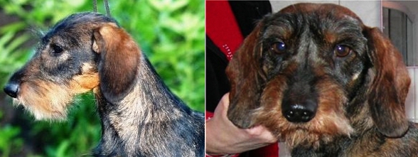 jamnik charakterystyka i pielęgnacja