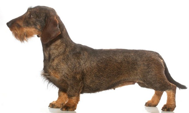 jamnik charakterystyka i pielęgnacja