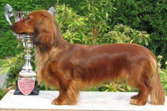 jamnik charakterystyka i pielęgnacja