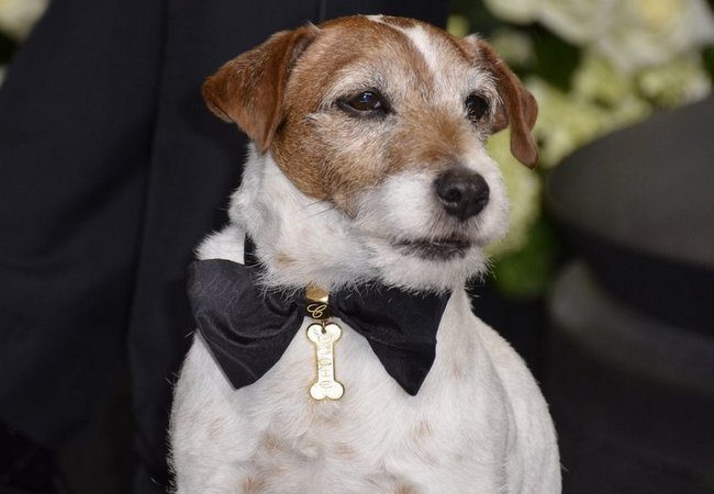 jack russel terier charakterystyka i pielęgnacja