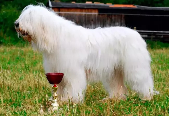 jużak charakterystyka i pielęgnacja