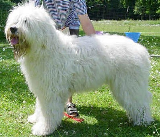 jużak charakterystyka i pielęgnacja