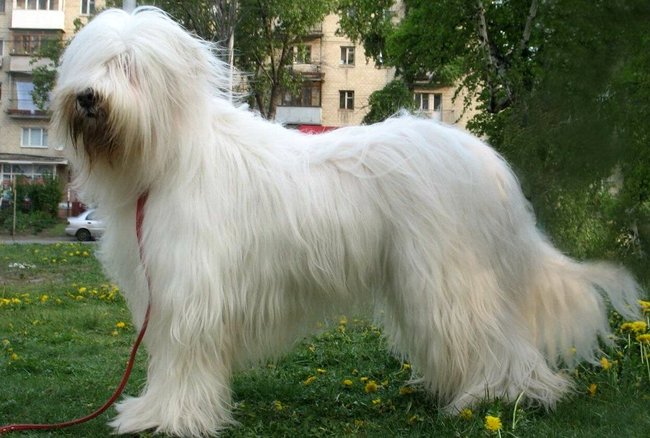 jużak charakterystyka i pielęgnacja