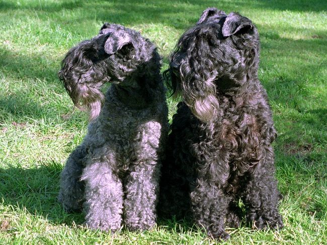 kerry blue terrier charakterystyka i pielęgnacja