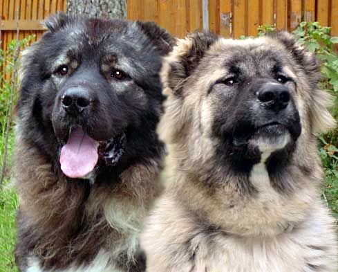 owczarek kaukaski charakterystyka i pielęgnacja