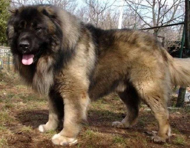 owczarek kaukaski charakterystyka i pielęgnacja