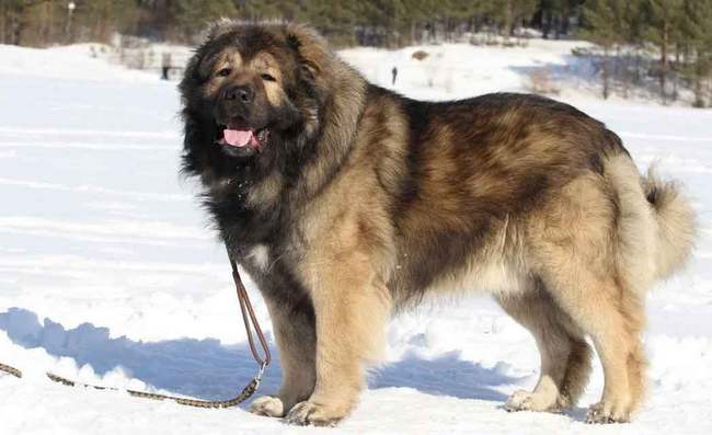 owczarek kaukaski charakterystyka i pielęgnacja