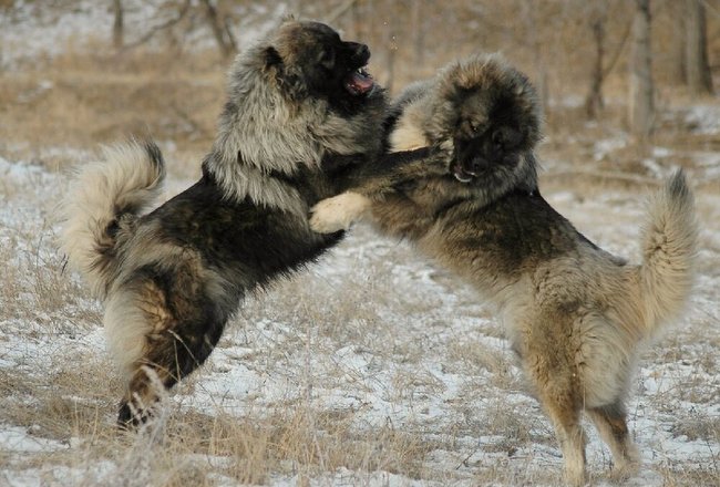 owczarek kaukaski charakterystyka i pielęgnacja