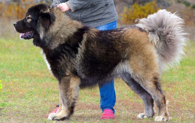 owczarek kaukaski charakterystyka i pielęgnacja