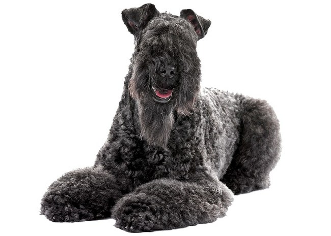 kerry blue terrier charakterystyka i pielęgnacja