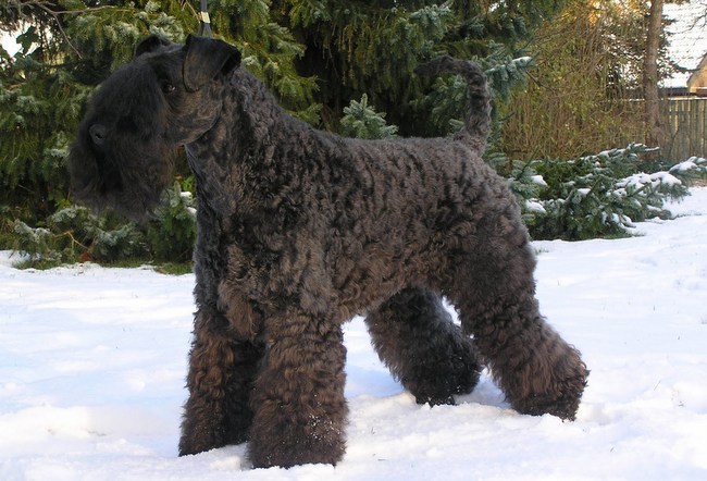 kerry blue terrier charakterystyka i pielęgnacja