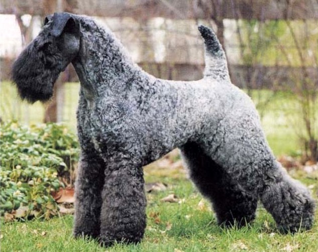 kerry blue terrier charakterystyka i pielęgnacja