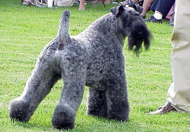 kerry blue terrier charakterystyka i pielęgnacja