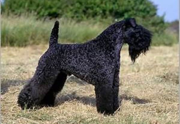 kerry blue terrier charakterystyka i pielęgnacja