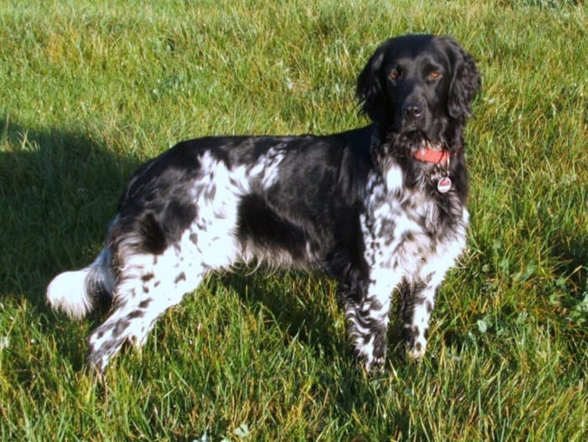 munsterlander charakterystyka