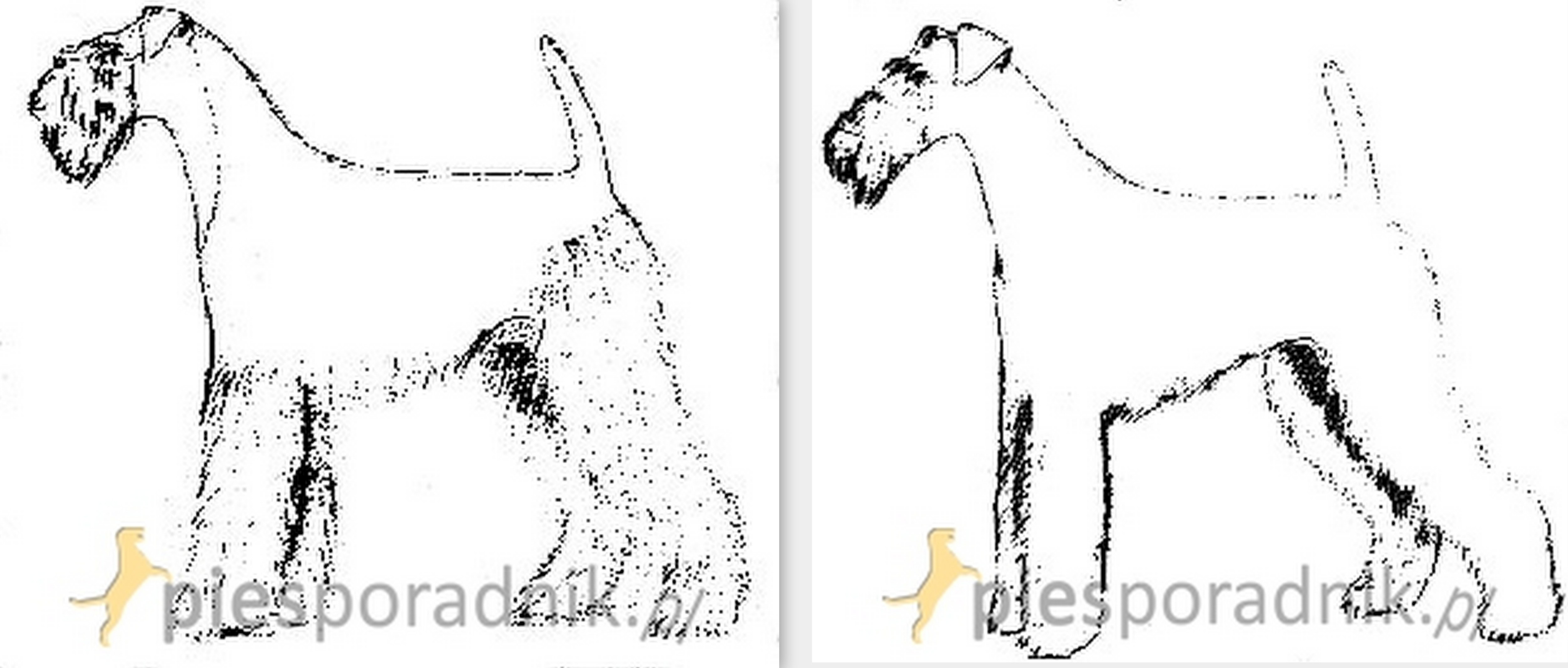 airedale terrier charakter i pielęgnacja